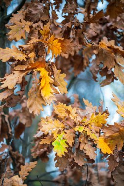 Sonbaharda dallarda renkli meşe yaprakları. Yakın görünüm.