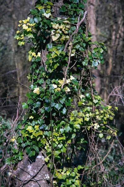 English ivy plant on the tree stem in spring. South of Ireland.