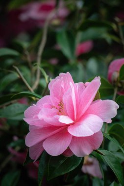 Camelia ağacı baharda çiçek açar. Kapat..