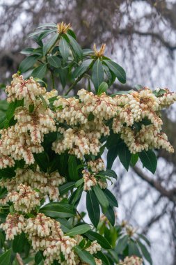 Japon Pieris baharda çiçek açar. Yakın görünüm.