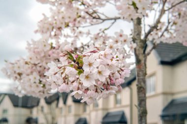 Baharda beyaz çiçekli Yoshino kiraz ağacı. & Kapat