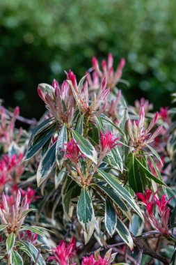 Japon Pieris bitkisi baharda çiçek açıyor. Yakın görünüm.