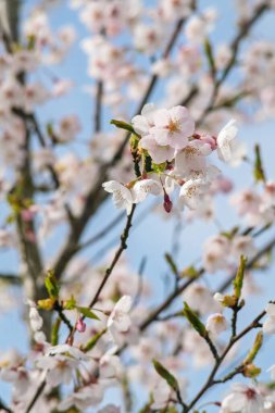 İlkbaharda kiraz ağacı çiçek açar. Kapat..