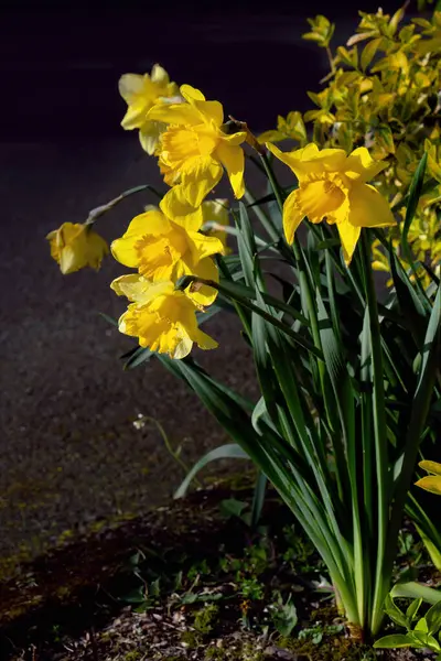 Narcisse Pseudonarcisse Euonymus Grimpant Dans Jardin Printemps Vue Rapprochée — Photo