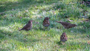Baharda parkta çimlerin üzerinde dört Song ardıç kuşu. Song Thrush, Batı Palearktik 'te yetişen bir ardıç kuşudur..