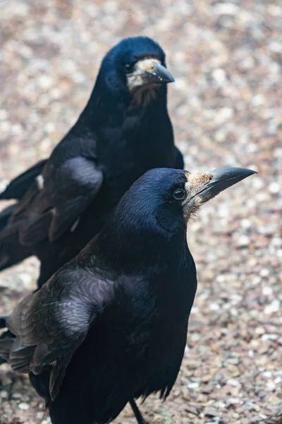 Два Ладьи Гравии Corvus Frugilegus Входит Семейство Ворон Рясе Птиц — стоковое фото
