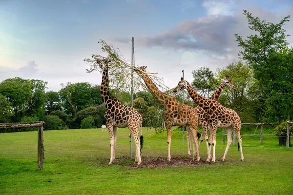 Girafes Dans Parc Printemps — Photo
