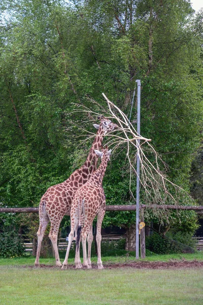 Girafes Dans Parc Printemps — Photo