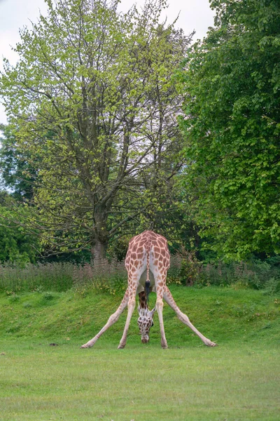 Жираф Траве Парке Весной — стоковое фото