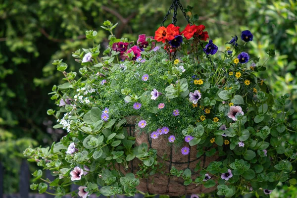 Panier Suspendu Avec Diverses Fleurs Vue Rapprochée — Photo