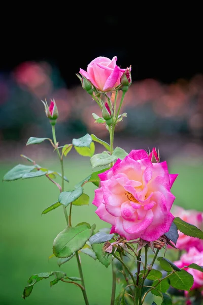 Rose Parfait Floribunda Rose Fleurit Été — Photo