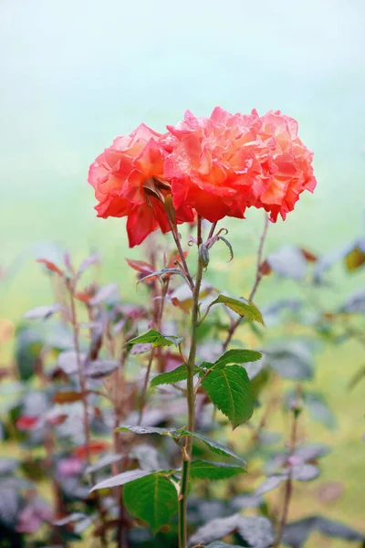 Living Fire Floribunda Rose Blossoms Summer Close View — Stock Photo, Image