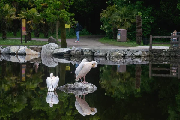 Yazın parkta iki pelikan.
