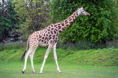 Rothschild 'in Zürafası Yazın yeşil çimlerde