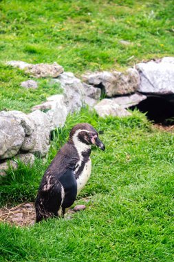 Yazın çimlerin üzerinde Humboldt pengueni