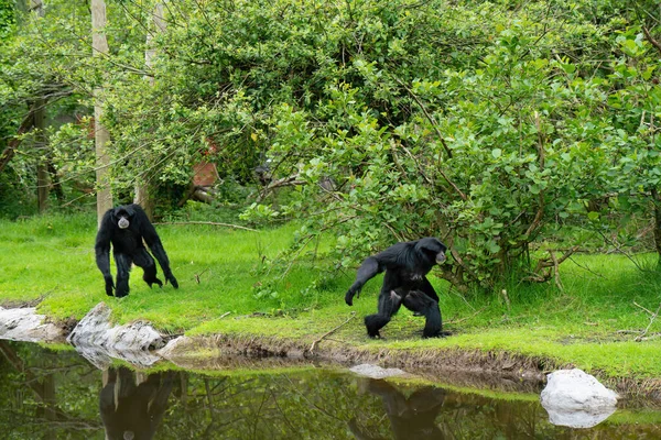 Siamang Gibbons Közel Víz Parkban Nyáron — Stock Fotó