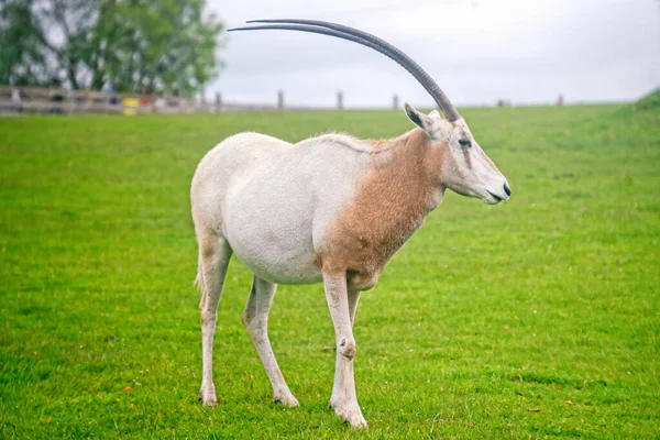 Scimitar Horned Oryx Grass Park — Stock Photo, Image