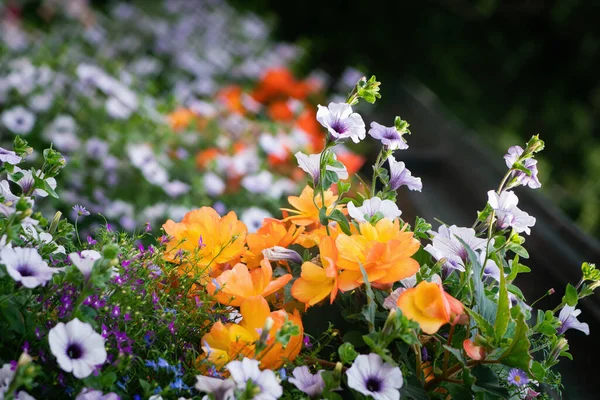 Begonien Lagerfeuer Garten Petunien Und Andere Blumen Topf — Stockfoto
