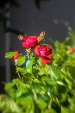 Güneşli yaz gününde tomurcuklarla birlikte kırmızı güller açar. Yakın görünüm.