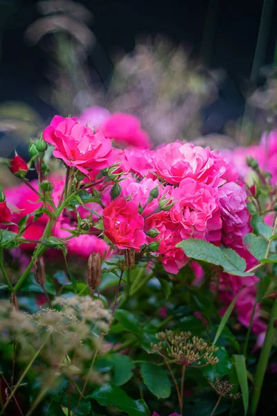 粉红的玫瑰夏天开花发芽 靠近点 — 图库照片