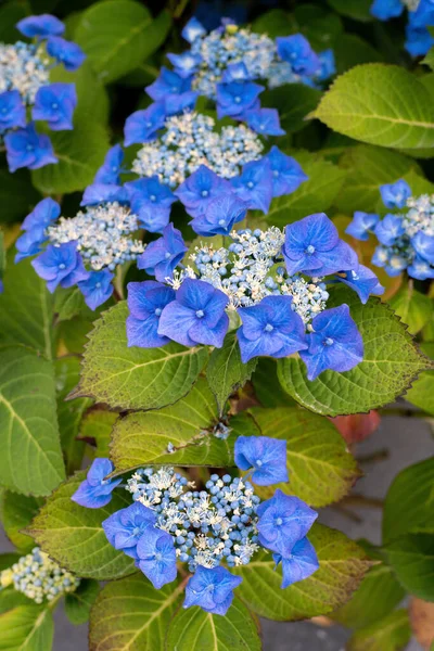 Hydrangea Цветок Цветет Летом Закрыть — стоковое фото