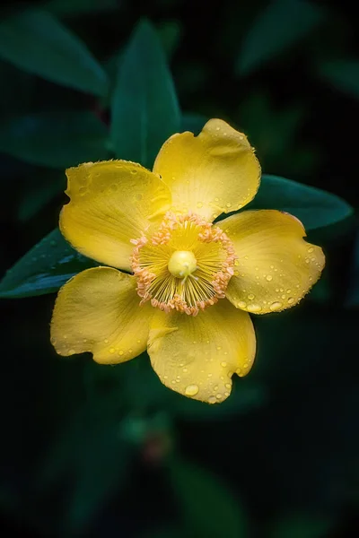 Peter Dummer Hypericum Dummeri Florece Después Lluvia Cerca — Foto de Stock