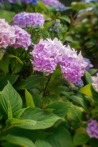 Fleurs Hortensia Colorées Fleurissent Été Vue Rapprochée — Photo