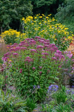 Eupatorium maculatum veya Joe Pye otu bahçe sınırında 