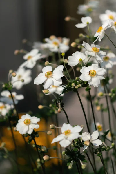 Japoński Anemon Kwiat Biały Kwitnie Pączkami Widok Bliski — Zdjęcie stockowe