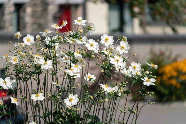 Japanische Anemone Blühen Weiß Mit Knospen Enge Sicht — Stockfoto