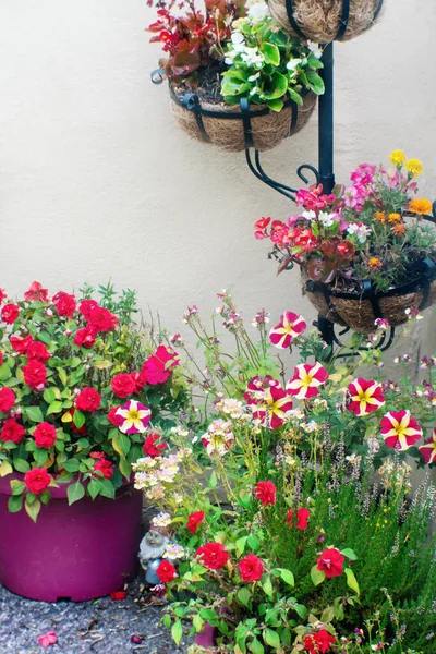Verschiedene Blumen Töpfen Der Wand Enge Sicht — Stockfoto