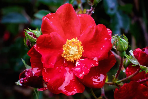 Close View Alpine Rose Blossom Rain Autumn — Stock Photo, Image