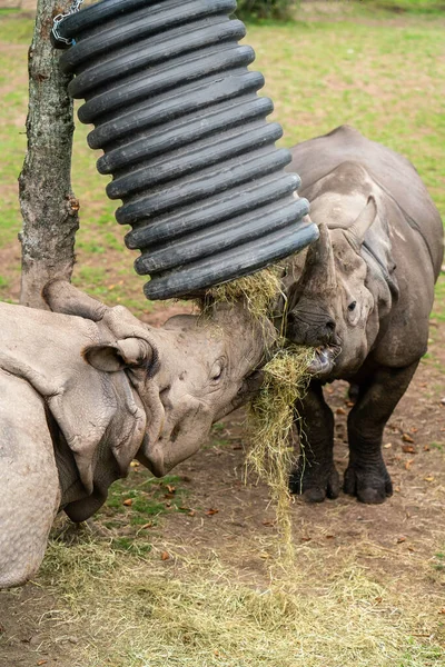 Dos Rinocerontes Indios Alimentan Heno Alimentador Plástico — Foto de Stock