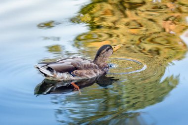 Yansımalı suda yüzen vahşi ördek.