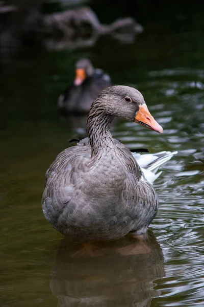 Ganso Greylag Agua Sobre Fondo Oscuro Vista Cercana — Foto de Stock