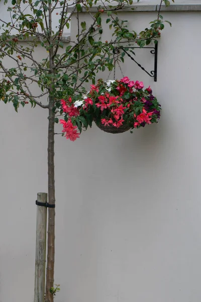 Begonien Lagerfeuer Und Clubed Begonia Topf Der Wand Herbst — Stockfoto