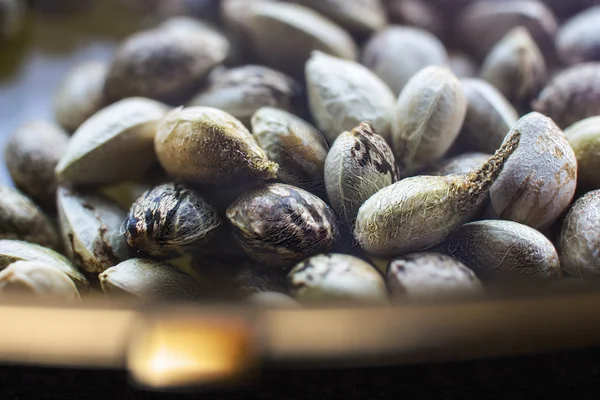 Semillas de cáñamo en un plato con bordes dorados — Foto de Stock