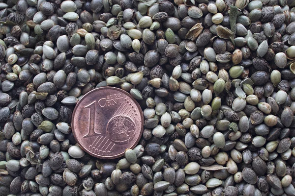Moeda de um cêntimo de euro sobre sementes de cânhamo — Fotografia de Stock