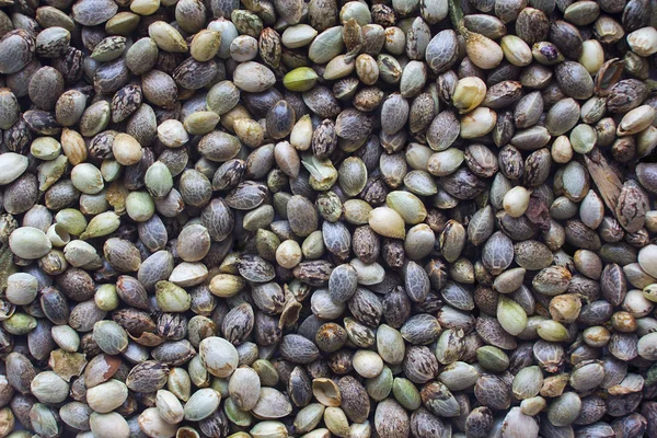Fundo sementes de cânhamo — Fotografia de Stock