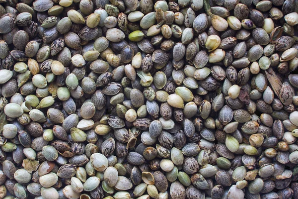 Hemp seeds background — Stock Photo, Image