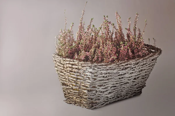 Planta con hojas pequeñas y flores rosadas en una cesta — Foto de Stock