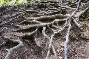 contrastive karışık Ağaç kökleri ve yere geliyor görünümünü kapat