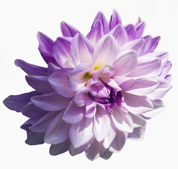 Izolované fialové květy dahlia — Stock fotografie