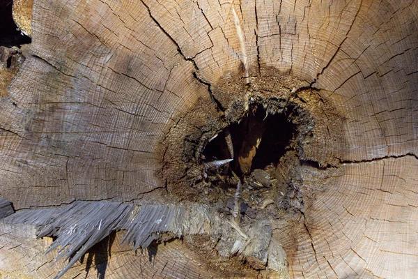 Cut end of the log — Stock Photo, Image