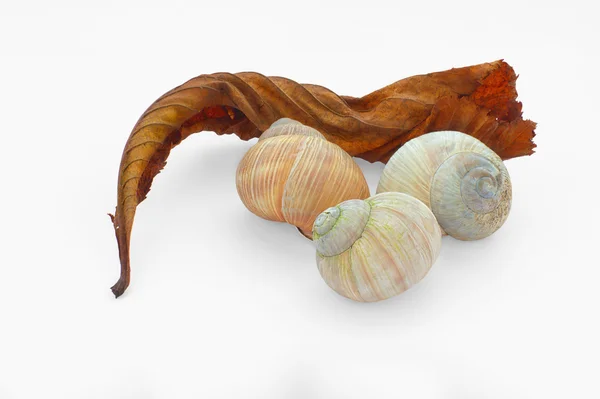 Old red leaf and cockle-shells — Stock Photo, Image