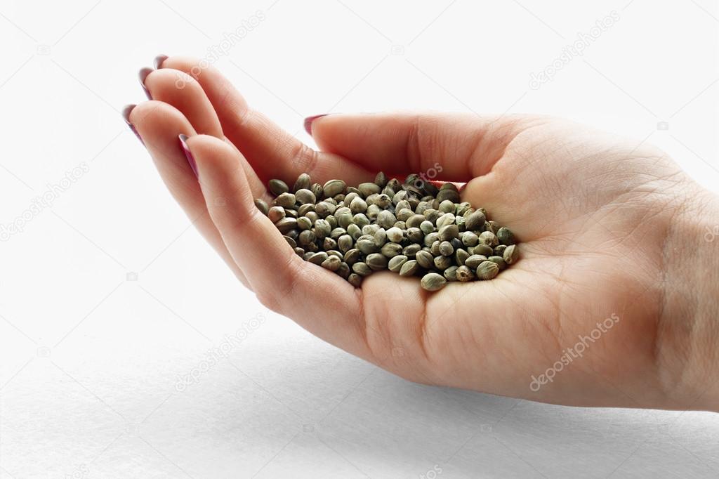 Hemp seeds in a woman's hand