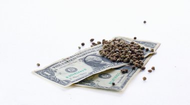 Bir dolarlık banknot ve kenevir tohumlar