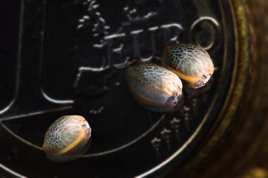 Three hemp seeds on one euro coin clipart