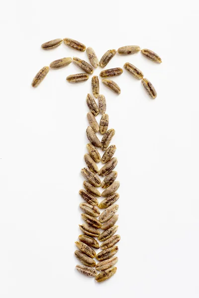 Fecha palmera semillas —  Fotos de Stock