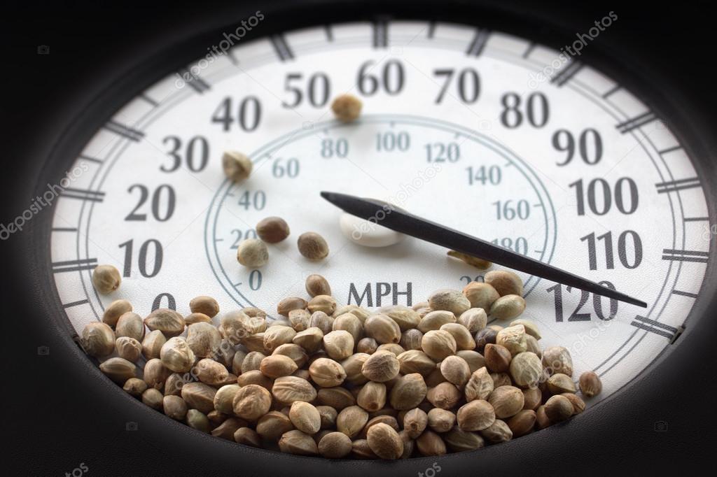 Car speedometer with hemp seeds on it